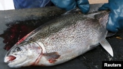 俄罗斯产的虹鳟鱼 （资料照片）