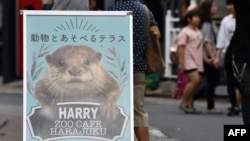 A promotional signboard for a pet cafe features otters in the Harajuku district in Tokyo, Aug. 21, 2019. Social media are fueling an appetite for acquiring wild otters and other endangered animals as pets, which could drive them to extinction.