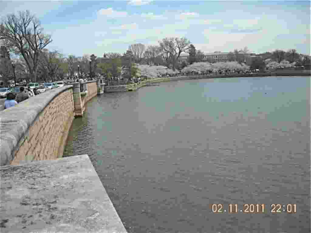 فستیوال شکوفه های گیلاس در واشنگتن ۲۰۱۱