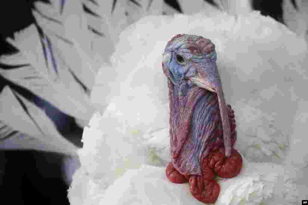 Minnesota shtati&nbsp;