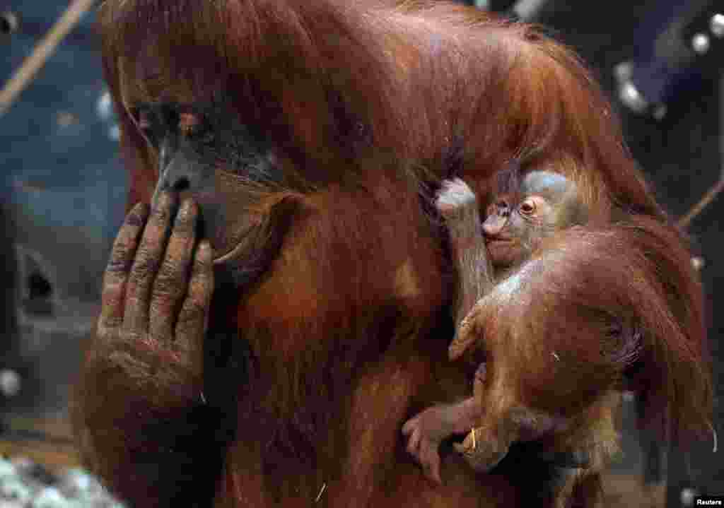 An 11-day-old baby orangutan of Sumatra named Mathai is held by its mother Sari at the Pairi Daiza wildlife park, zoo and botanical garden in Brugelette, Belgium.