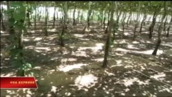 Truyền hình vệ tinh VOA 14/10/2017