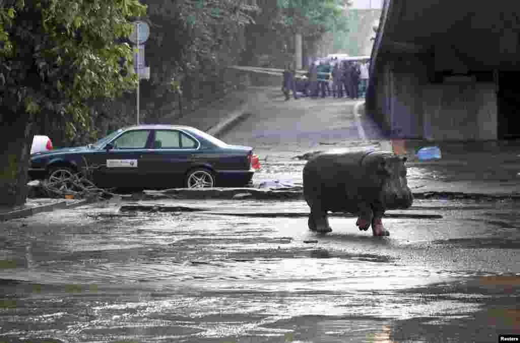 O Hipopótamo atravessa uma rua inundada em Tbilisi, Geórgia, 14 de Junho, 2015.