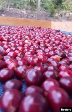 Frutos de café Monte Claro recién cosechados, en Trujillo, Venezuela. Victor Montilla/via REUTERS