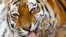 Među ugroženim vrstama je i amurski tigar