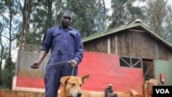 Kenya’s new vaccination initiative aims to eliminate rabies in dogs. The Kenya Society for the Protection and Care of Animals, which has a facility in Nairobi, hopes it prevents culling the animals to halt the disease. (Hilary Heuler / VOA News)