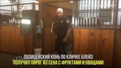 Пенсия для полицейского коня