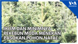 Iklim dan Minimnya Pekebun Muda Menekan Pasokan Pohon Natal