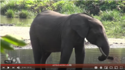 Counter-Poaching Efforts in Gabon - Straight Talk Africa [simulcast]