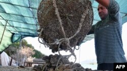 FILE - A shellfish farmer sorts his catch near the town of Ston on the Peljesac Peninsula, southern Croatia, Sept. 25, 2017.