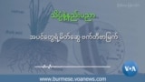 အပင်တွေရဲ့ မိတ်ဆွေ ဗက်တီဗာမြက်
