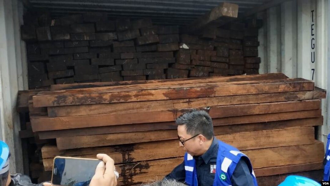 Kayu merbau asal Papua yang diamankan Gakkum KLHK di Pelabuhan Teluk Lamong, Surabaya (foto: Petrus Riski/VOA).