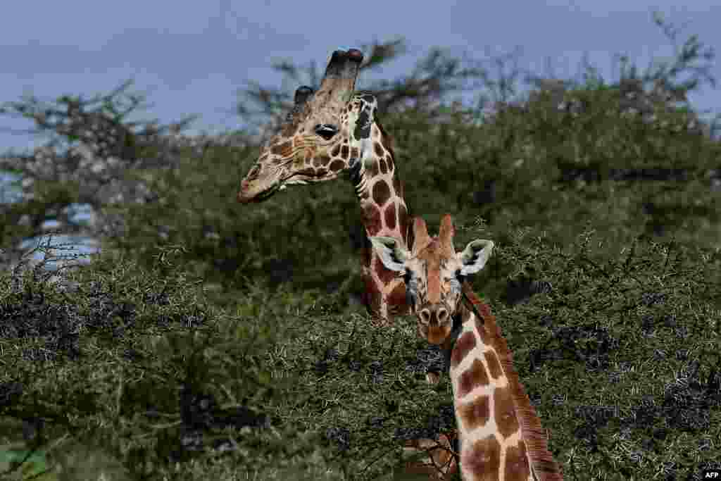 Giraffes are seen at the Loisaba conservancy in Laikipia, Kenya. The number of the world's tallest mammals has been steadily declining in recent decades. Poaching and habitat destruction have driven giraffe populations into a freefall.