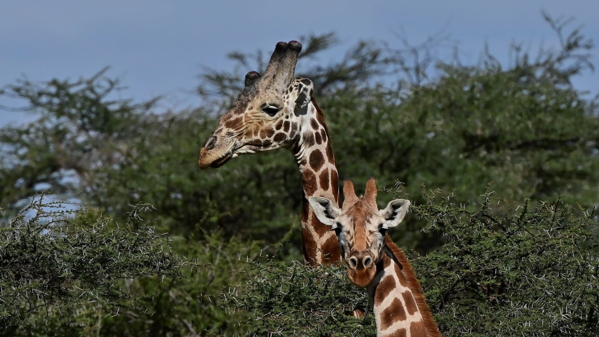 Africa’s Gentle Giraffes Threatened With ‘Silent Extinction’