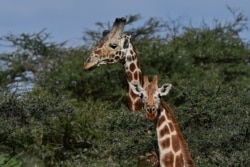 FILE - Giraffes are seen at the Loisaba conservancy in Laikipia, Kenya.