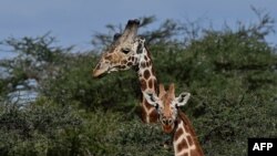 Giraffes are seen at the Loisaba conservancy in Laikipia, Kenya. The number of the world's tallest mammals has been steadily declining in recent decades. Poaching and habitat destruction have driven giraffe populations into a freefall.