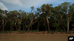 FILE - Trees stand on the edge of Tonle Sap lake, forming part of the surrounding forest, much of which has been logged or burned, in Siem Reap province, Cambodia, Aug. 2, 2024. Journalist Chhoeung Chheng was shot Dec. 4, while investigating deforestation in the area.