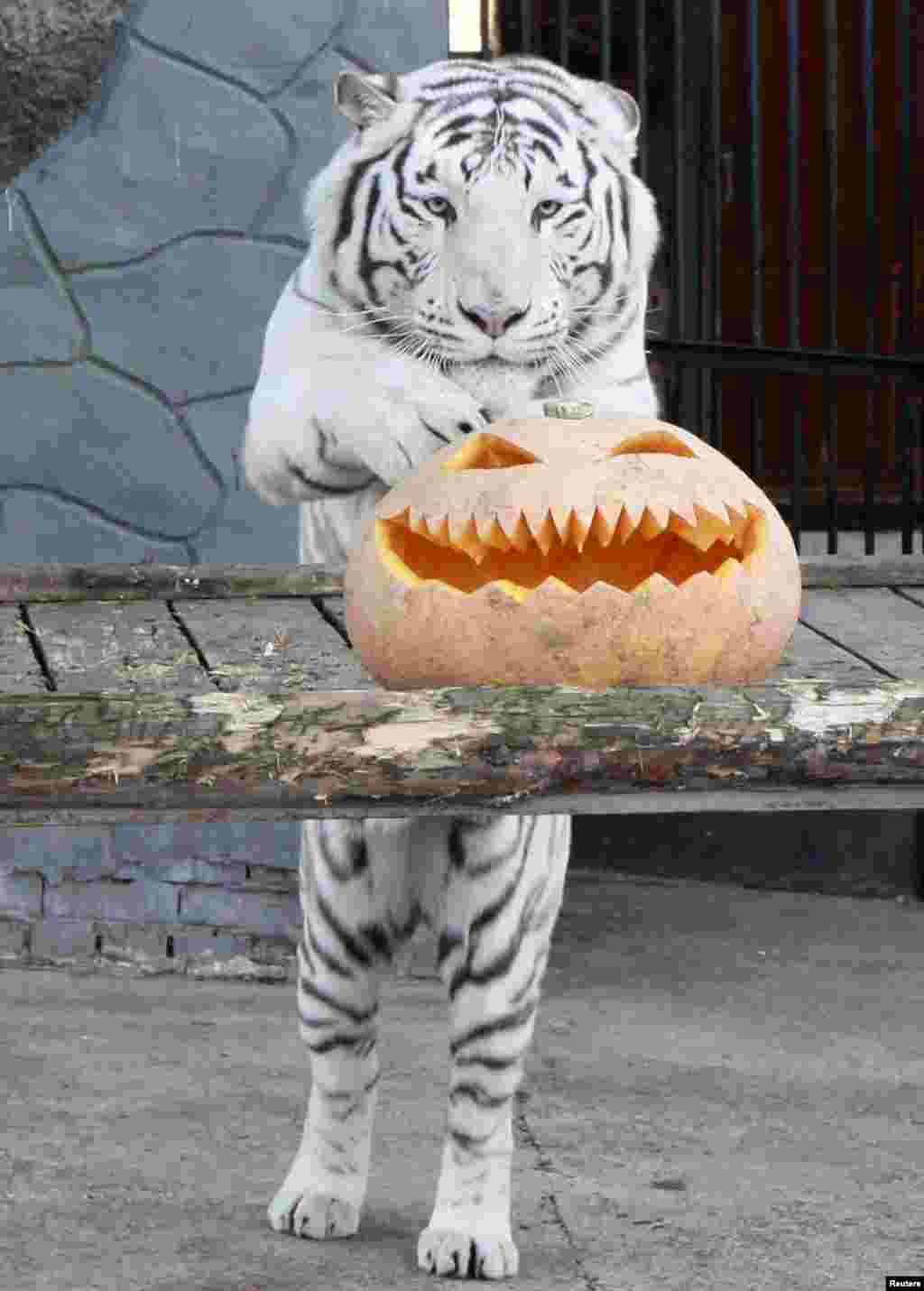 Khan, seekor harimau Bengali putih berusia tiga tahun, berdiri di dekat labu selama perayaan Halloween di kebun binatang Royev Ruchey, di pinggiran kota Krasnoyarsk, Siberia Rusia.