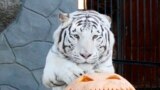 Khan, a three-year-old male Bengali white tiger, stands near a pumpkin during Halloween celebrations at the Royev Ruchey Zoo, on the suburbs of Russia's Siberian city of Krasnoyarsk, Oct. 31, 2013. 