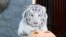 Khan, a three-year-old male Bengali white tiger, stands near a pumpkin during Halloween celebrations at the Royev Ruchey Zoo, on the suburbs of Russia's Siberian city of Krasnoyarsk, Oct. 31, 2013. 