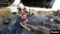 A man inspects the femur of a Sauropod after it was discovered earlier in the week during excavations at the palaeontological site of Angeac-Charente, France, July 25, 2019. 