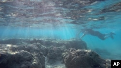 Seorang penyelam meletakkan tangannya di atas terumbu karang yang rusak di Teluk Hanauma Oahu, dekat Honolulu, Rabu, 6 Mei 2016. (Foto: dok).