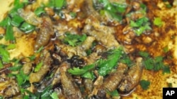 Cicadas sautéd with butter, oil and garlic. Garnished with parsley and lemon.