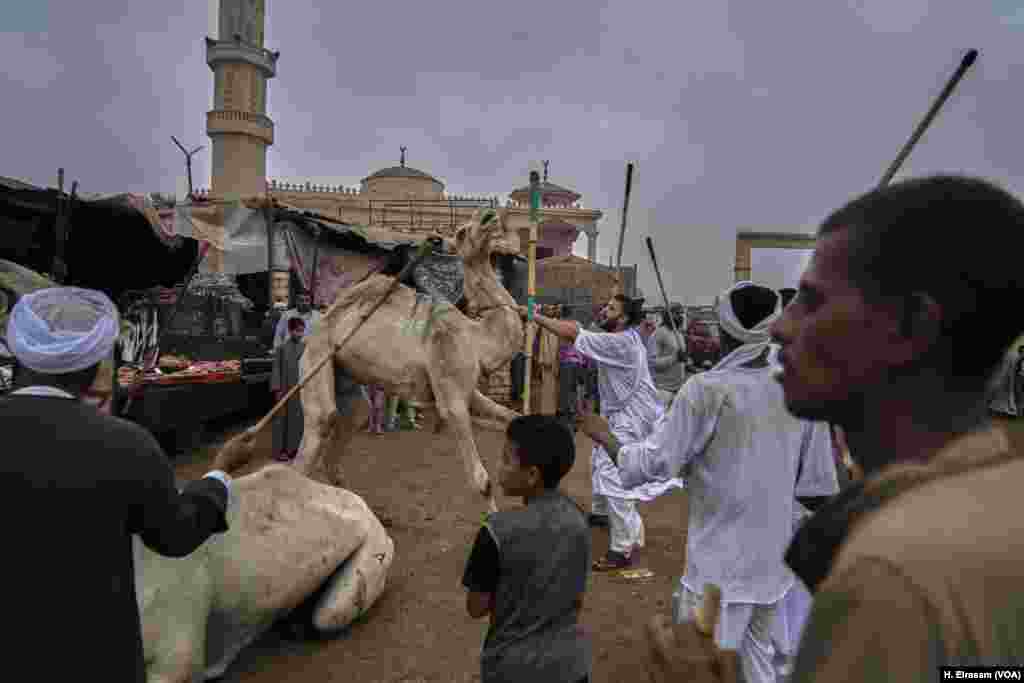 Herders beat an untamed camel, causing it to bleed. Egyptian animal welfare groups have protested practices at the Birqash market that they say include. 