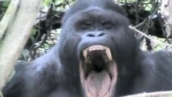 «Последняя большая обезьяна»