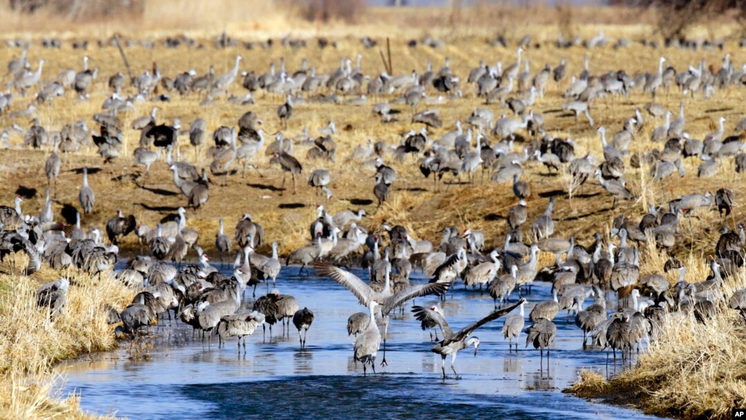 FILE - Migrating sandhill cranes collect at a pond near Newark, Neb., March 15, 2018.