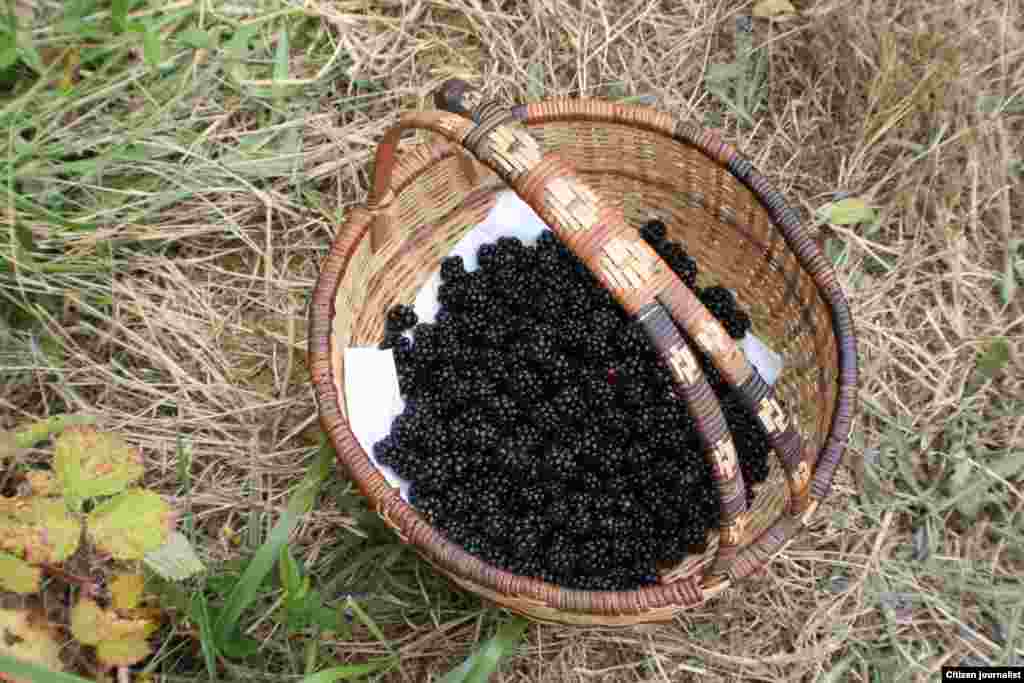 ໝາກ blackberries ທີ່ເກັບມາກິນ ຈາກບໍລິເວນປິກນິກ