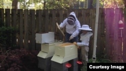 Beekeeper Marci LeFarve and her son tend to her backyard bee hives in Maryland. (Image courtesy of Marcie LeFarve) 
