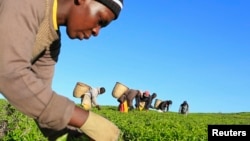 FILE - A woman picks tea leaves at a plantation in Nandi Hills, in Kenya's highlands region west of capital Nairobi, Nov. 5, 2014. Emerald-colored tea bushes blanketing the rolling hills of Nandi County have long provided a livelihood for smallscale farmers, helping make Kenya one of the world's biggest tea exporters. 