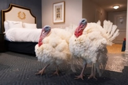 FILE - Corn and Cob, the two turkeys that were vying for the annual presidential pardon, strut their stuff inside their hotel room at the Willard Hotel, November 23, 2020, in Washington.