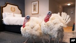 Two turkeys who will attend the annual presidential pardon, strut their stuff inside their hotel room at the Willard Hotel, Nov. 23, 2020, in Washington. The turkeys are named are Corn and Cob.
