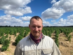 Zimbabwe farmer Jesper Kirk says he started growing hemp for exporting as it has a stable market. (Columbus Mavhunga/VOA)