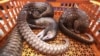 Cameroon Busts Pangolin Trafficking to Vietnam