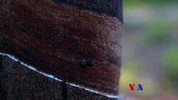 မြန်မာ့ရာဘာ ဈေးကွက်မှာယှဉ်နိုင်ဖို့