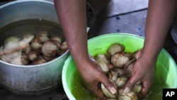 FILE - Petronela Merauje prepares clams to cook at her house at Enggros village in Jayapura, Papua province, Indonesia, Oct. 2, 2024.