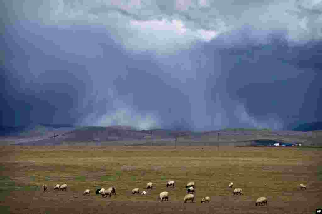 Sheep graze on the Tibetan plateau as the sun illuminates a cloudburst in the distance in Namtso in western China&#39;s Tibet Autonomous Region, June 2, 2021.