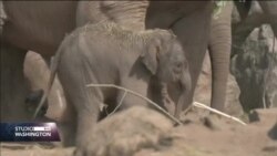 Mladunče ugroženog Azijskog slona rođeno u Evropi