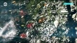 Что общего в массовой гибели рыбы на Камчатке и в Майами?