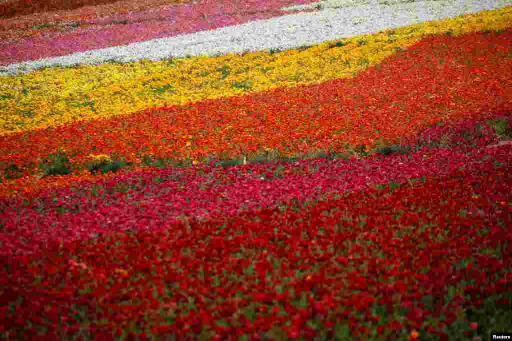 Fields of flowers are seen without the usual throng of onlookers during the coronavirus pandemic, Carlsbad, California, March 25, 2020.