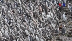 Turistas disfrutan vista de miles de pingüinos en península argentina