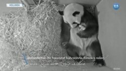 Panda Yavrusuna Van Gogh'tan Gelen İsim