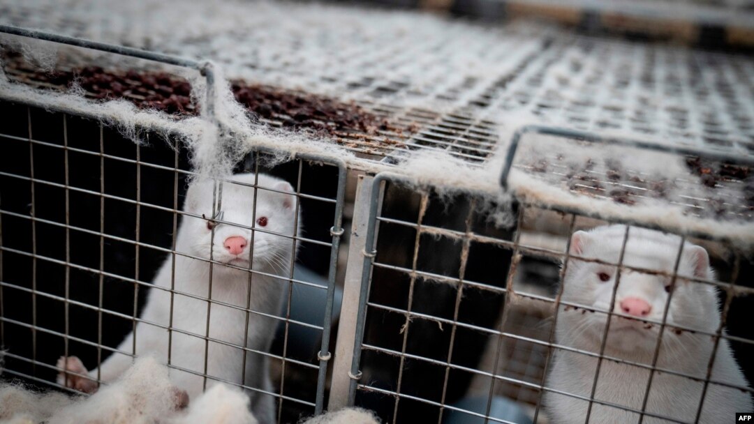 FILE - Mink look out from their cage at a farm near Naestved, Denmark, on Nov. 6, 2020..
