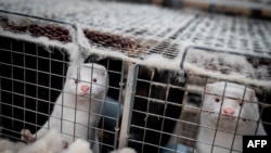 FILE - Mink look out from their cage at a farm near Naestved, Denmark, on Nov. 6, 2020..