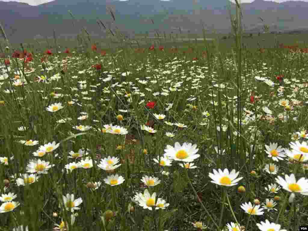 طبیعت موچش- کردستان عکس: (ارسالی شما)