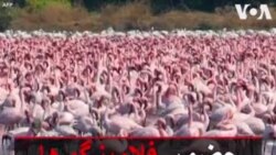 حضور فلامینگو‌ها در هند همزمان با خانه نشینی مردم