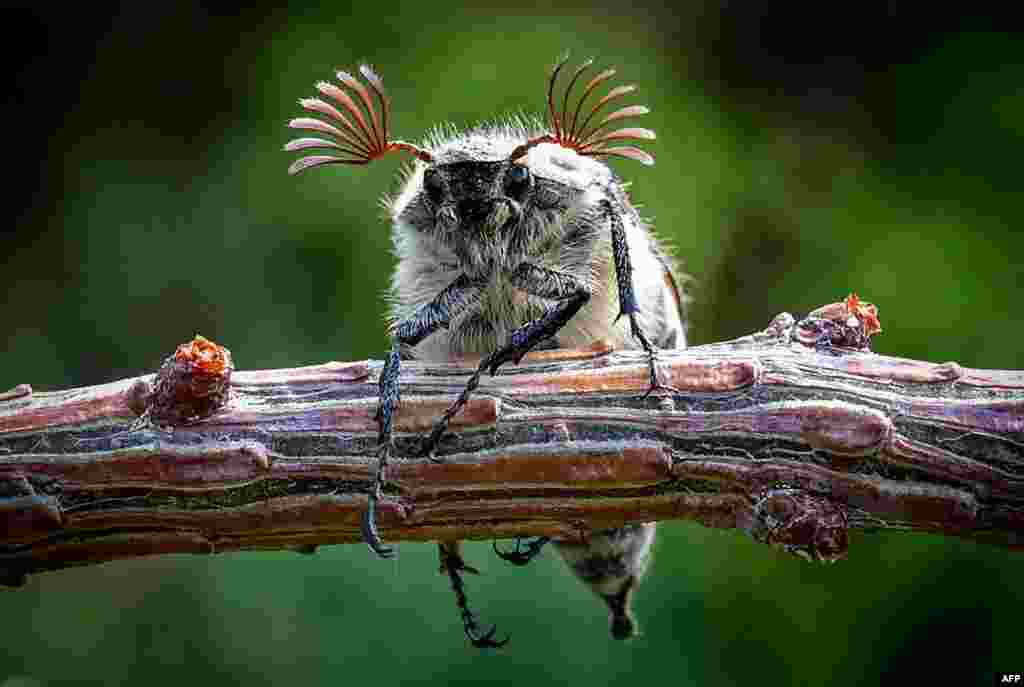 A maybug beetle (Melolontha) climbs on a plant at a garden outside Moscow.